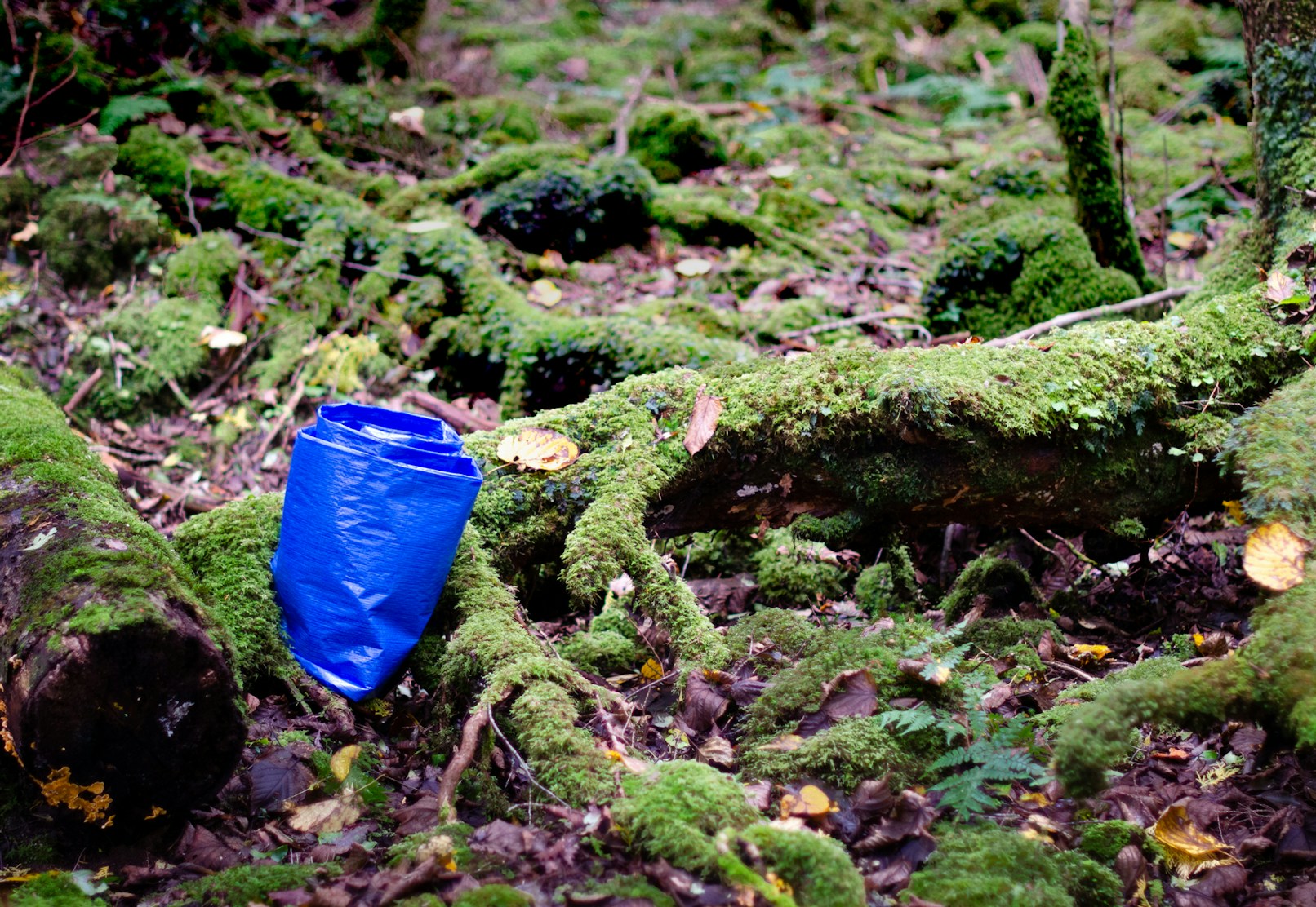 Aokigahara web