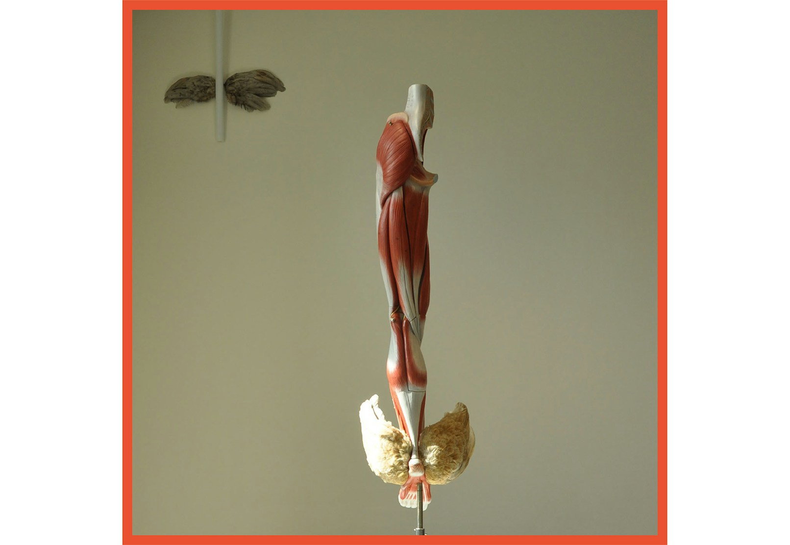 Marc Cosyns vederlicht anatomical wood chicke be lamp socket approx 150 cm x 350 cm 2016