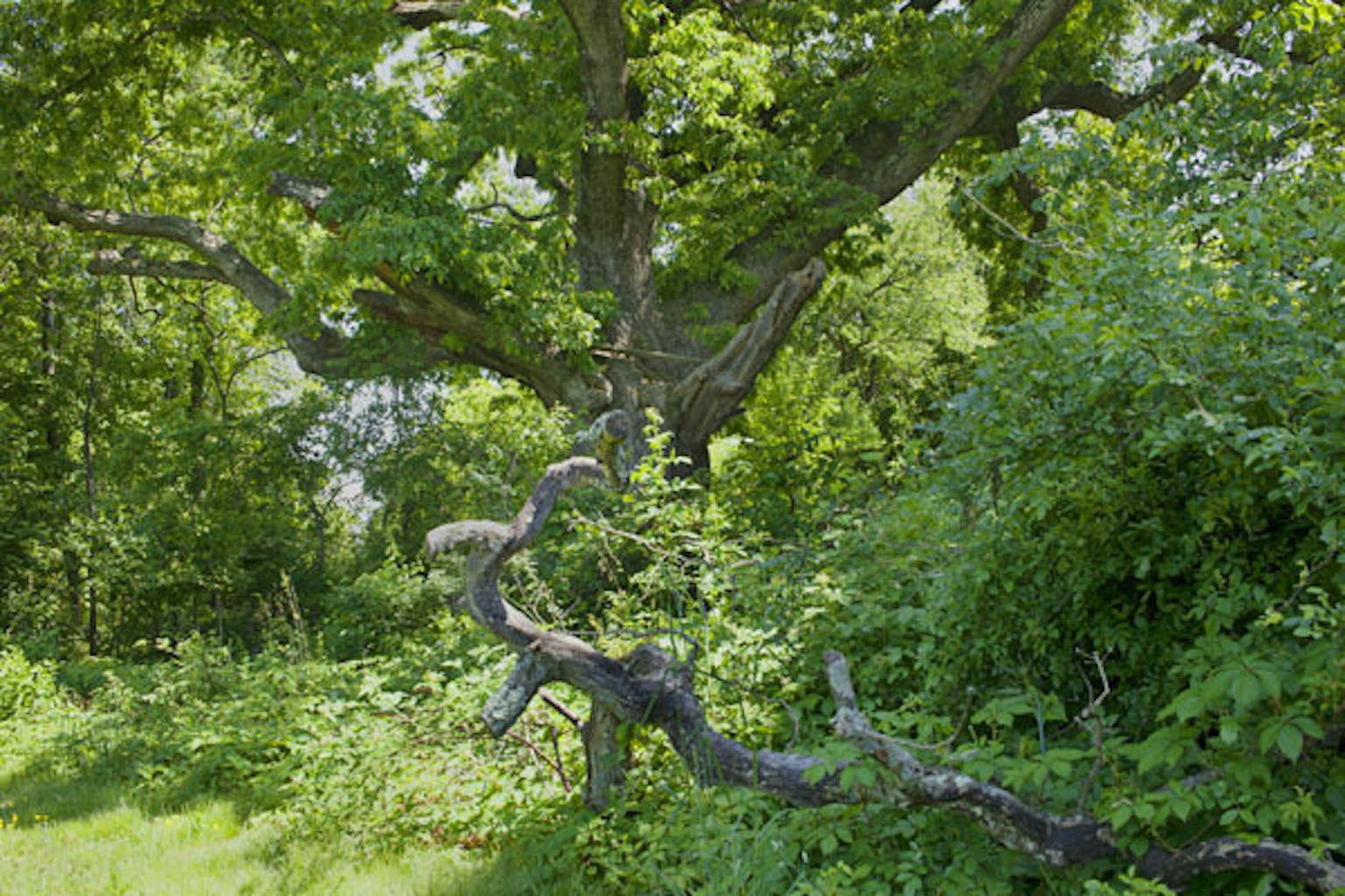 James Welling Oak Tree 0481 2013 web