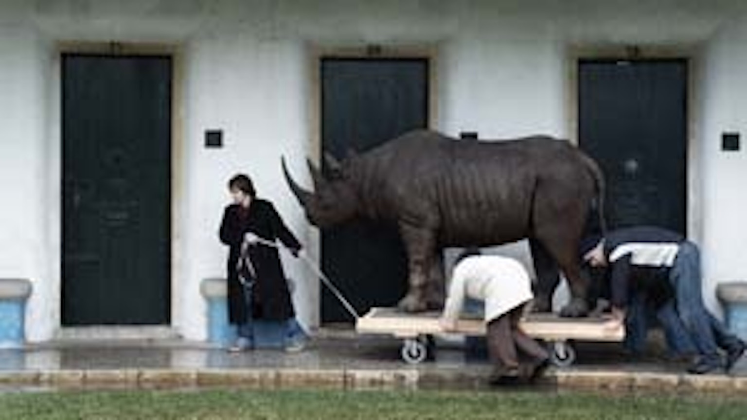 Javier Tellez O Rinoceronte de Durer web
